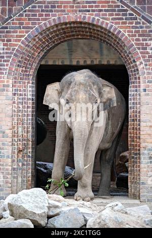 Asiatischer Elefant Elephas maximus indicus. Asiatischer Elefant Elephas maximus indicus im Zoo Leipzig. 20240605MIC0093 *** Asiatischer Elefant Elephas maximus indicus Asiatischer Elefant Elephas maximus indicus im Leipziger Zoo 20240605MIC0093 Stockfoto