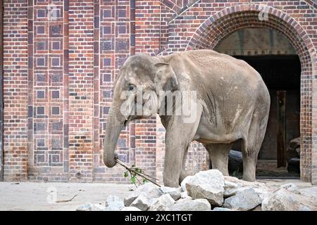 Asiatischer Elefant Elephas maximus indicus. Asiatischer Elefant Elephas maximus indicus im Zoo Leipzig. 20240605MIC0106 *** Asiatischer Elefant Elephas maximus indicus Asiatischer Elefant Elephas maximus indicus im Leipziger Zoo 20240605MIC0106 Stockfoto