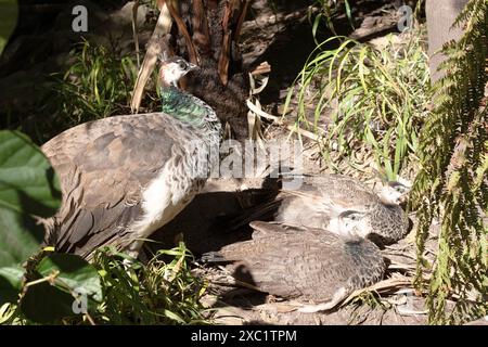 Erbsen sind meist braun auf dem Rücken und haben einen weißen Bauch. Die Pfauen haben ein Wappen auf dem Kopf und grüne Nackenfedern. Stockfoto