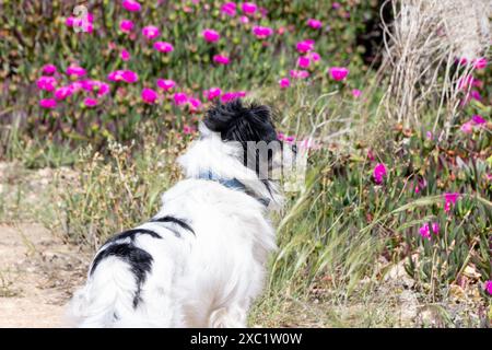 Verspielter gemischter Border Collie-Hund, der draußen in der Natur steht, mit rosafarbenen Blumen, Grün und verschwommenem Hintergrund. Stockfoto