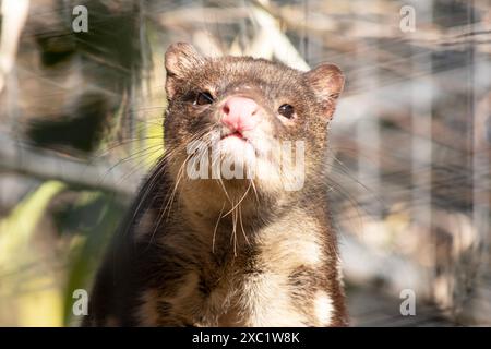 Gepunktete Quolls sind Beuteltiere mit kräftigem rotem bis dunkelbraunem Fell und weißen Flecken auf der Rückseite, die sich bis zum Schwanz fortsetzen. Stockfoto