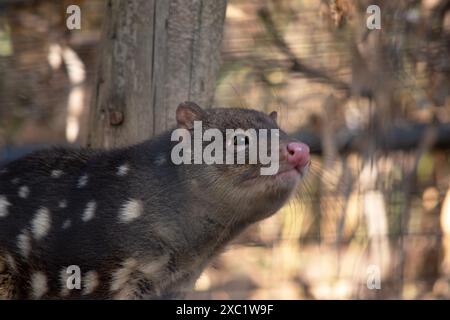 Gepunktete Quolls sind Beuteltiere mit kräftigem rotem bis dunkelbraunem Fell und weißen Flecken auf der Rückseite, die sich bis zum Schwanz fortsetzen. Stockfoto