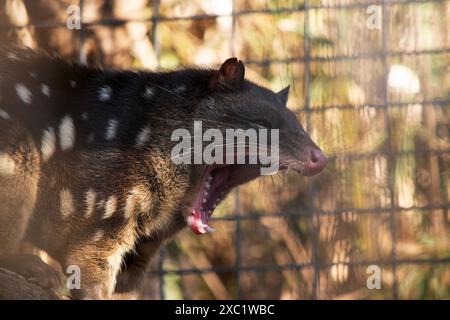 Gepunktete Quolls sind Beuteltiere mit kräftigem rotem bis dunkelbraunem Fell und weißen Flecken auf der Rückseite, die sich bis zum Schwanz fortsetzen. Stockfoto