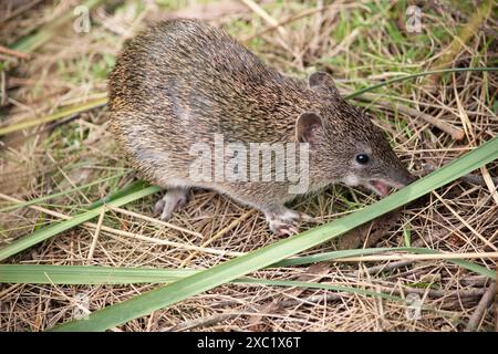 Southern Brown Bandicoots sind etwa so groß wie ein Kaninchen und haben eine spitze Schnauze, einen buckligen Rücken, einen dünnen Schwanz und große Hinterfüße Stockfoto