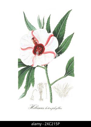 Bunte botanische Vintage-Illustration von Hibiscus heterophyllus (heimische rosella) aus dem Botanical Register von Sydenham Edwards und James Ridgway, Stockfoto