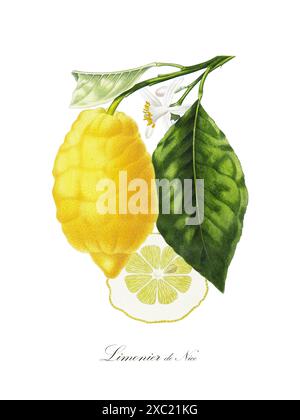 Farbenfrohe botanische Vintage-Illustration von Limonier de Nice aus dem Buch «French Pomology: Collection of the most beautiful fruit Grown in France», Stockfoto