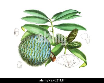 Bunte botanische Vintage-Illustration von Agathis Macrophylla (Pacific kauri) aus Curtis's Botanical Magazine, London, Vol. 139, von John Nugent FITC Stockfoto