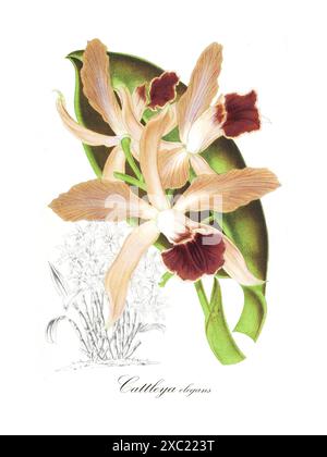 Farbenfrohe botanische Vintage-Illustration der Orchidee Cattleya elegans aus den Orchidaceae von Mexiko und Guatemala von James Bateman, 1842 Stockfoto