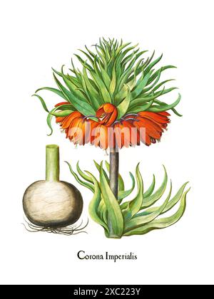 Bunte botanische Vintage-Illustration der Fritillaria imperialis (Krone imperialis) aus dem 17. Jahrhundert Hortus Eystettensis von Basilius Besle Stockfoto