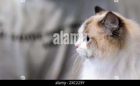 Ein Seitenprofil einer flauschigen weißen und braunen Ragdoll-Katze mit blauen Augen, die in die Ferne blickt Stockfoto