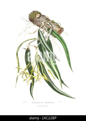 Bunte botanische Vintage-Illustration der Epidendrum aloifolium Orchidee aus den Orchidaceae von Mexiko und Guatemala von James Bateman, 1842 Stockfoto