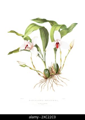 Farbenfrohe Vintage-botanische Illustration der Maxillaria skinneri Orchidee aus „die Orchidaceae von Mexiko und Guatemala“ von James Bateman, 1842 Stockfoto