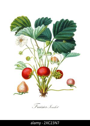 Bunte botanische Vintage-Illustration von Fraisier Iouchet (Fragaria x ananassa, Erdbeere) aus dem Buch «French Pomology: Sammlung der meisten b Stockfoto