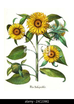 Bunte botanische Vintage-Illustration der Sonnenblume (Flos Solisprolifer) aus dem 17. Jahrhundert Hortus Eystettensis von Basilius Besler Stockfoto