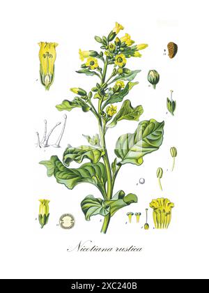 Bunte Vintage-botanische Illustration von Nicotiana rustica (Aztekentabak) aus Heilpflanzen von Hermann Koehler, 1897 Stockfoto