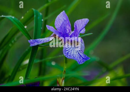 Irisblume glitzert mit Morgentau, gefangen aus nächster Nähe in einem ruhigen Garten Stockfoto