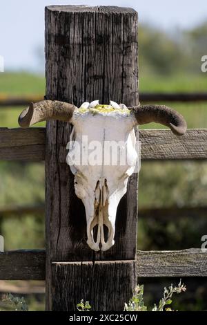 Authentischer gehörnter Bullenschädel Stockfoto