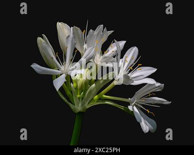 Nahaufnahme der weißen Blüten von Proiphys amboinensis alias Cardwell Lilie oder der nördlichen Weihnachtslilie blüht draußen isoliert auf schwarzem Hintergrund Stockfoto