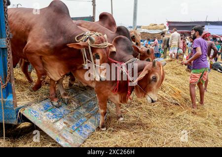 Dhaka, Bangladesch. Juni 2024. Bangladeschische Händler laden einen LKW mit Opfertieren für die bevorstehende Eid al-Adha auf dem Gabtoli-Viehmarkt in Dhaka, Bangladesch, 13. Juni 2024. Foto: Kanti das Suvra/ABACAPRESS. COM Credit: Abaca Press/Alamy Live News Stockfoto