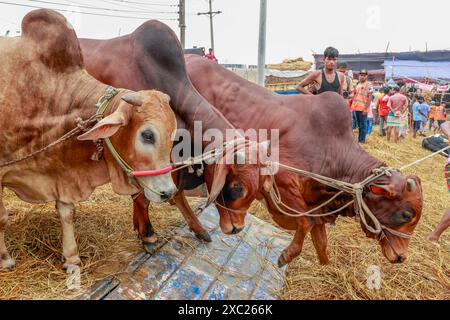 Dhaka, Bangladesch. Juni 2024. Bangladeschische Händler laden einen LKW mit Opfertieren für die bevorstehende Eid al-Adha auf dem Gabtoli-Viehmarkt in Dhaka, Bangladesch, 13. Juni 2024. Foto: Kanti das Suvra/ABACAPRESS. COM Credit: Abaca Press/Alamy Live News Stockfoto