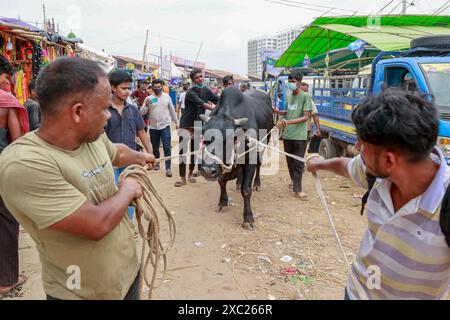 Dhaka, Bangladesch. Juni 2024. Ein Händler bringt Opfertiere zum Verkauf vor dem bevorstehenden Eid al-Adha auf dem Gabtoli-Viehmarkt in Dhaka, Bangladesch, 13. Juni 2024. Foto: Kanti das Suvra/ABACAPRESS. COM Credit: Abaca Press/Alamy Live News Stockfoto