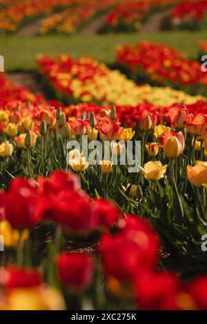 Vertikales farbenfrohes Tulpenfeld mit roten und gelben Blüten Stockfoto