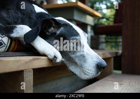 Die große dane Senior ruht sich in ihrem Bett auf der Veranda aus Stockfoto