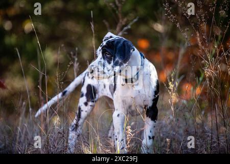 Toller Dane-Welpe, der im Gras erforscht Stockfoto