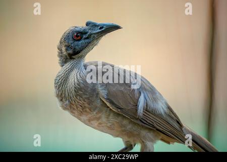 Großaufnahme eines Helmvogels Stockfoto