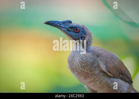 Großaufnahme eines Helmvogels Stockfoto