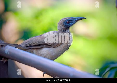 Großaufnahme eines Helmvogels Stockfoto