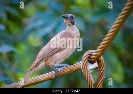 Großaufnahme eines Helmvogels Stockfoto