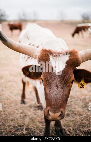 Anmutige Longhorn-Kuh in der Landschaft von Central Texas Stockfoto