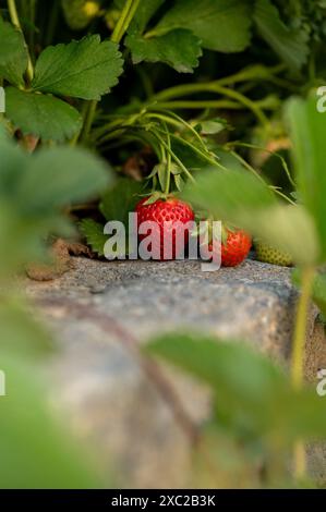 Reife rote Erdbeeren, die zwischen grünen Blättern in einem Garten wachsen Stockfoto