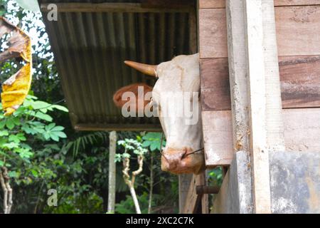 Foto einer Kuh in einem Stall Stockfoto