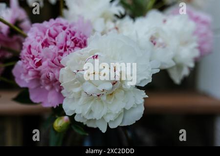 Nahaufnahme einer weißen Pfingstrose mit rosa Kanten Stockfoto