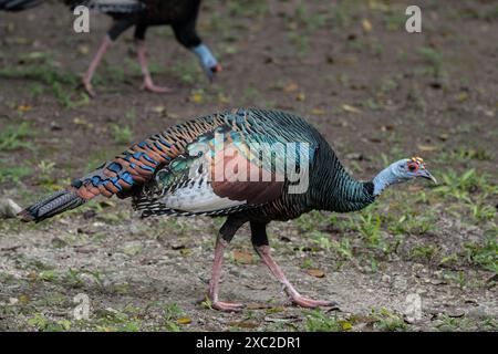 Walking ocellated truthahn (Meleagris ocellata) Stockfoto