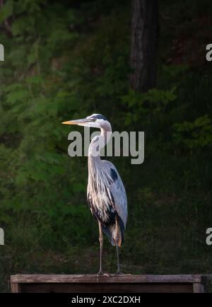 Nahaufnahme eines großen blauen Reihvogels, der auf dem Dock vor Bäumen steht. Stockfoto