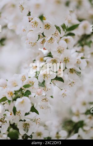 Nahaufnahme der weißen Blüten an Pflaumenzweigen am Frühlingstag. Stockfoto