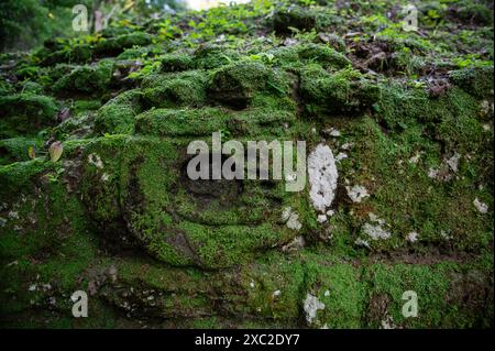 Wilde Tiere auf den Ruinen von Tikal in Guatemala Stockfoto