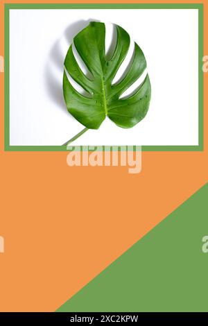 Monstera Blatt auf einem wunderschönen farbigen Hintergrund. Mockup für Werbung. Nahaufnahme. Kopierbereich Stockfoto