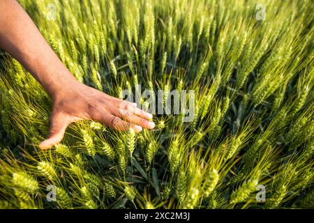 Nahaufnahme eines Bauern, der Weizen mit der Hand zeigt. Stockfoto