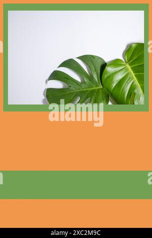 Monstera Blätter auf einem wunderschönen farbigen Hintergrund. Broschüre zur Präsentation. Kopierbereich Stockfoto