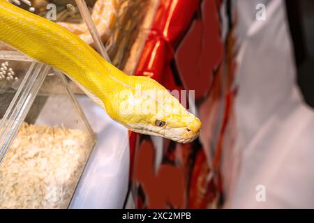 Albino burmese Python schlängelt. Es ist ein beliebtes Haustier in Thailand. Stockfoto