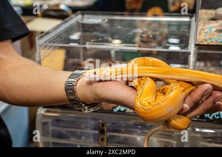 Ballpython auf der Hand der Leute. Es ist ein beliebtes Haustier in Thailand. Stockfoto
