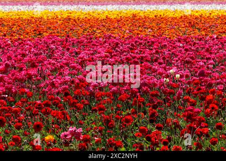 Bunte Blumenfelder in Carlsbad; Kalifornien Stockfoto