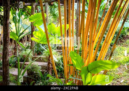 Nahaufnahme der goldgelben Stöcke der mehrjährigen GartenBambuspflanze Phyllostachys aureosulcata aureocaulis. Stockfoto