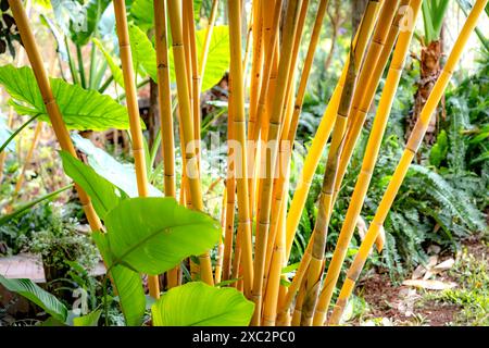 Nahaufnahme der goldgelben Stöcke der mehrjährigen GartenBambuspflanze Phyllostachys aureosulcata aureocaulis. Stockfoto