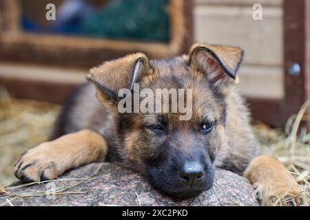 Schöne Deutsche Schäferhunde ruhen in ihrem Gehege auf einer Farm in Skaraborg Schweden aus Stockfoto