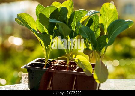 Kohl-Sämlinge sind bereit für das Anpflanzen in offenem Boden. Kohlanbau im Land Stockfoto